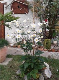 a3b2bfea-2016-10-09 09.36.58.jpg